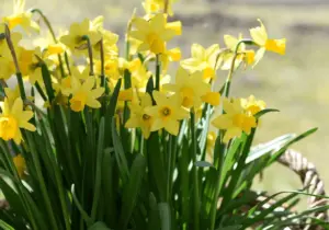 Bilderpaket: Frühling (99 Bilder)